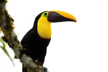 Chestnut-mandibled toucan or Swainson's toucan (Ramphastos ambiguus swainsonii) in Equador