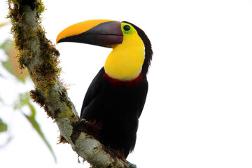 Chestnut-mandibled toucan or Swainson's toucan (Ramphastos ambiguus swainsonii) in Equador
