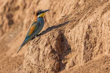 European bee-eater bird sit on ground