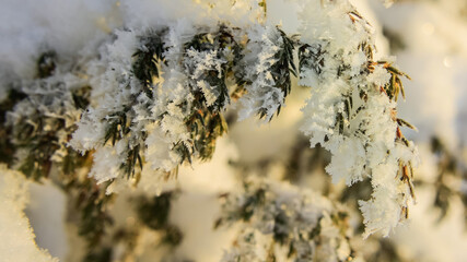 Russia, Karelia, Kostomuksha.Here are the frost crystals on the spruce branch . January 20, 2021.