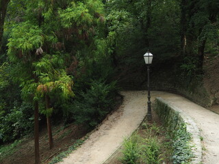 Winding road in the forest