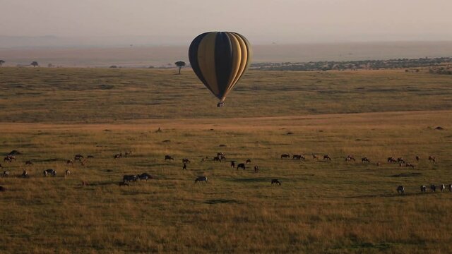 Stunning wide aerial drone view of hot air balloon flying above wildlife, zebras, wildebeest and antelope during colorful sunset overlooking vast grassland in African Savanna, Kenya, Africa.