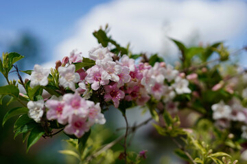 Weigela flower with partly cloudy sky.