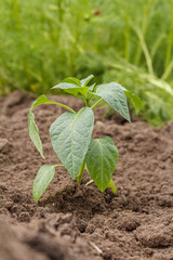 Young bell pepper plant on a garden bed in the day light.