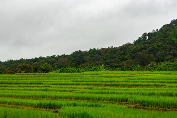 Fototapeta na wymiar crop farming fields in countryside rural village area