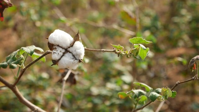 View of a cotton flower hanging on a cotton plant
