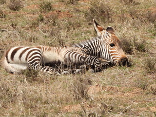 Mountain zebra foal resting