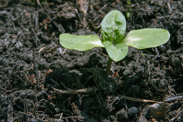 Garden. Squash sprouts. Agriculture, farm.