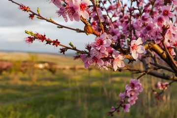 A blooming peach garden in spring. A branch of pink peach blossoms close-up in the sunset rays of the sun. Gentle spring natural background. Warm light, soft focus.The concept of the arrival of spring