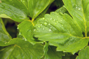 Garden. Strawberry sprouts. Strawberry leaf. Dew