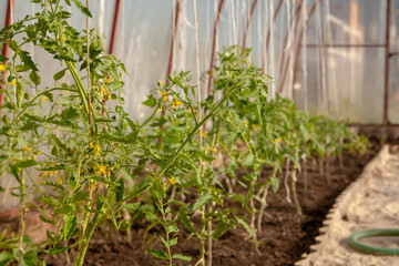 Greenhouse. Tomato seedling. Agriculture, farm.