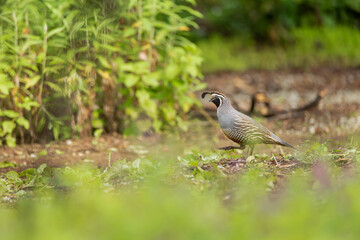 California Quail cock with the characteristic curving crest or plume