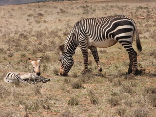 Mountain zebra with foal