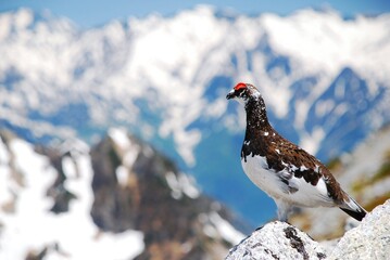 山岳地帯に住む鳥　ライチョウ（Rock ptarmigan）