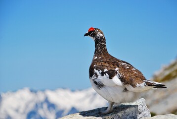 山岳地帯に住む鳥　ライチョウ（Rock ptarmigan）