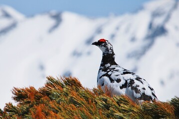 山岳地帯に住む鳥　ライチョウ（Rock ptarmigan）