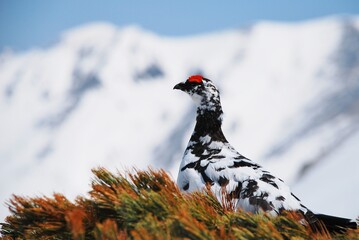 山岳地帯に住む鳥　ライチョウ（Rock ptarmigan）