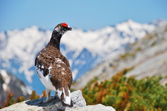 山岳地帯に住む鳥　ライチョウ（Rock ptarmigan）