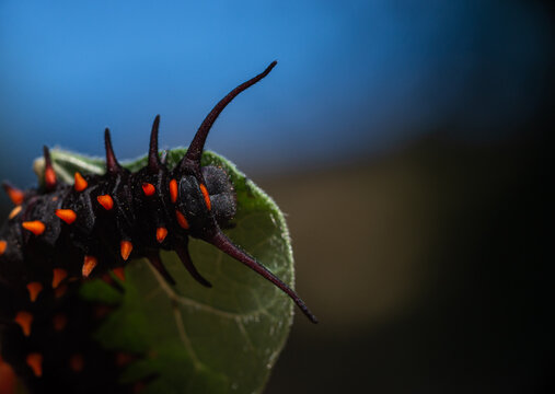 Top view of Pipevine Swallowtail caterpillar on a Dutchmans Pipe Vine