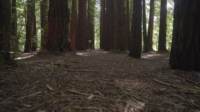 Moving rising shot of redwood forest