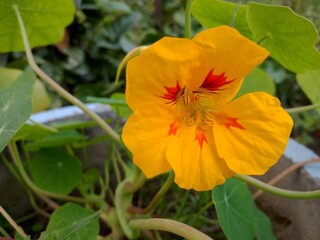 Close up Shot of Tropaeolum Majus Flower in Garden.