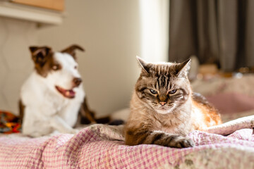 A cat and dog laying on a bed, cat looking very annoyed