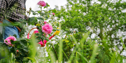 pensioner pours water on pink rose bush from watering can