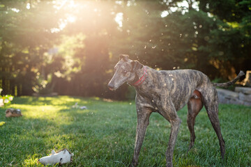 Outdoor active pet portrait of retired blood dog greyhound shaking off