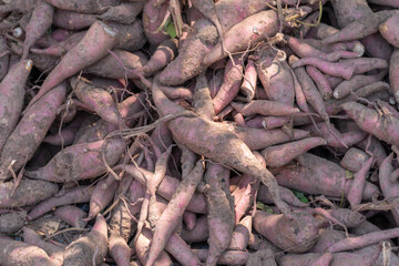 Fresh purple yams pile after harvest.