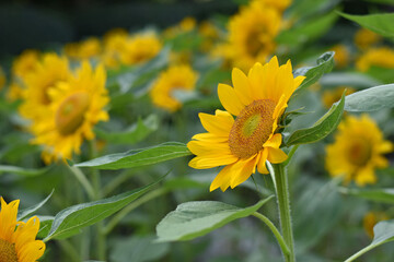 sunflowers
