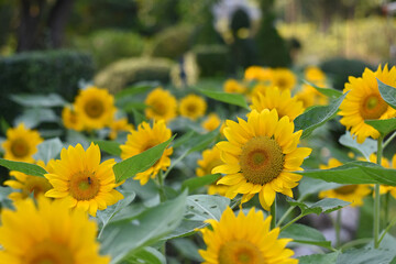 sunflowers