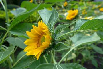 sunflowers