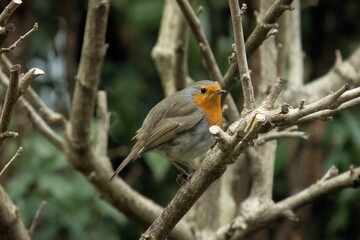 European robin