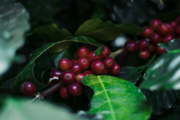 Fresh red ripe cherry coffee in coffee tree leaf