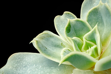 Small plant succulent on black background, macro