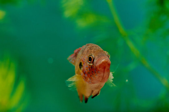 Hemichromis lifalili, common name blood-red jewel cichlid, is a species of fish in the family Cichlidae.