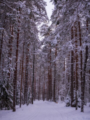Forest after a heavy snowfall. Winter ponamramny landscape. Morning in the winter forest with freshly fallen snow