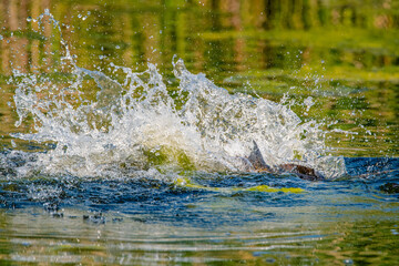 Spawning is a highly energetic and physically demanding event for carp
