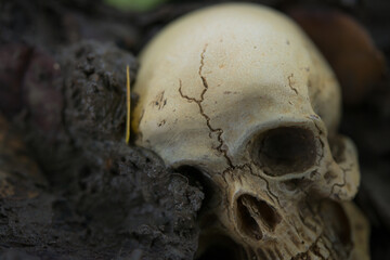 Skull and bones from pit in the scary graveyard / Still life and selective focus