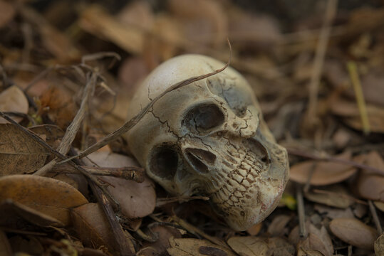 Skull and bones from pit in the scary graveyard / Still life and selective focus
