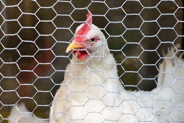 White chicken behind a net on a rustic home farm, white hen