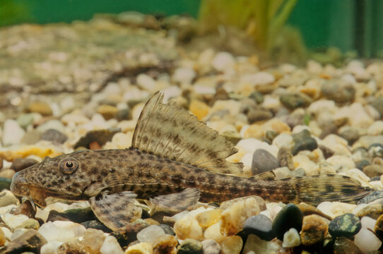 Hypostomus Plecostomus