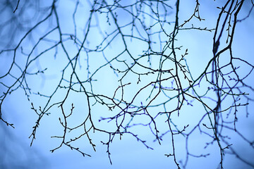 branches without leaves evening autumn, abstract seasonal background sadness