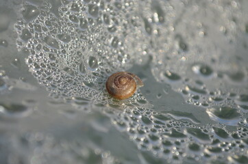 snail on the water