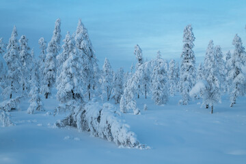 Morning landscape With snow-capped Trees and Clear Blue Sky In the coldest place on Earth - Oymyakon - 407602211