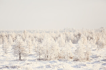 winter forest landscape covered with snow, december christmas nature white background
