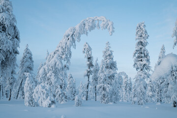 Morning landscape With snow-capped Trees and Clear Blue Sky In the coldest place on Earth - Oymyakon. - 407602269