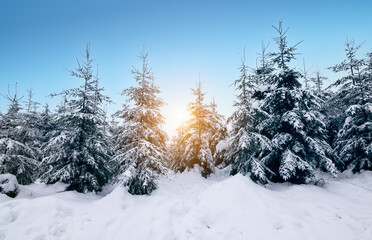 Enchanted snow forest winter landscape. Snow covered evergreen trees at sunset.
