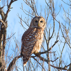 Barred Owl
