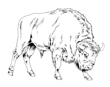 powerful huge Buffalo with horns drawn in ink freehand sketch tattoo